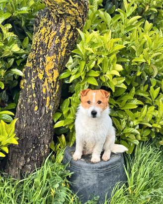 Cucciooli di Jack Russell con Pedigree