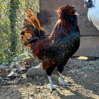 Gallo Padovano