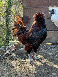 Gallo Padovano