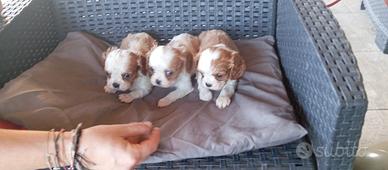 Cavalier king per bassotto arlecchino