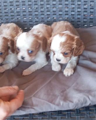 Cavalier king per bassotto arlecchino
