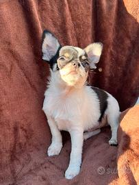 Chihuahua maschio pedigree ENCI