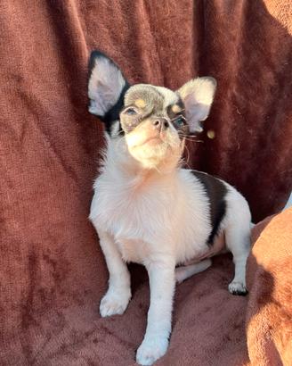 Chihuahua maschio pedigree ENCI