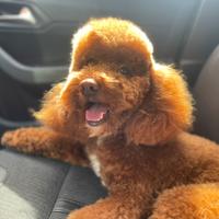 Barboncino nano maschio per monte