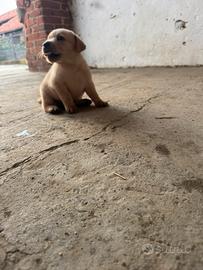 Cuccioli di Labrador