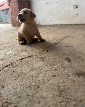 Cuccioli di Labrador