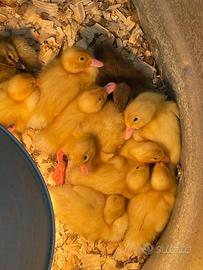 Anatroccoli Paparelle