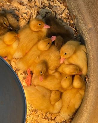 Anatroccoli Paparelle