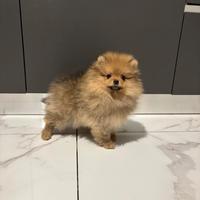 Volpino Pomerania 2 mesi TOY ROSSO disponibile