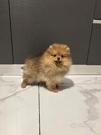 Volpino Pomerania 2 mesi TOY ROSSO disponibile