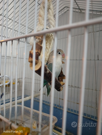 Inseparabile fischer