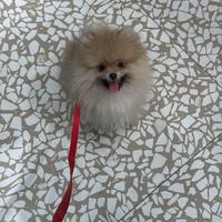 Cucciolo maschio di Pomerania spitz