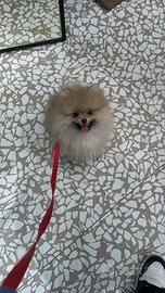 Cucciolo maschio di Pomerania spitz