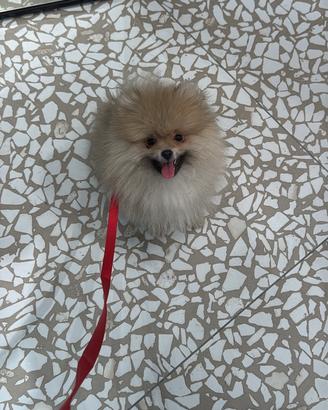 Cucciolo maschio di Pomerania spitz