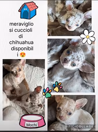 Disponinili