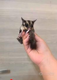 Petauri dello zucchero