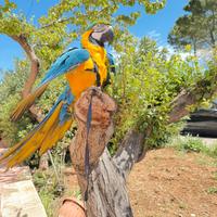 Pappagallo ara ararauna