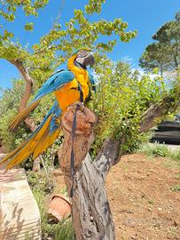 Pappagallo ara ararauna