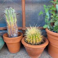 set piante grasse cactus 