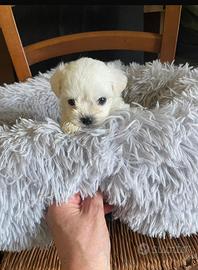 Maltesi toy pochi mesi