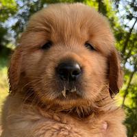 Golden retriever americani