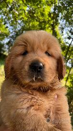 Golden retriever americani