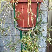 Pianta completa di porta piante