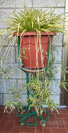 Pianta completa di porta piante