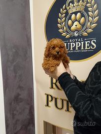 Barboncini già pronti pag rate