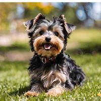 Yorkiepoo Toy cuccioli