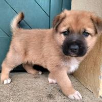 Cuccioli di taglia medio grande