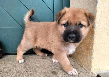 Cuccioli di taglia medio grande