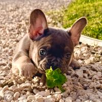 Cuccioli bulldog francese