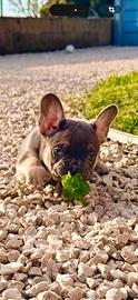 Cuccioli bulldog francese