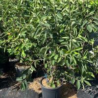 Pero Corvino Grande - FOTO REALI