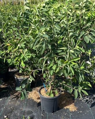 Pero Corvino Grande - FOTO REALI