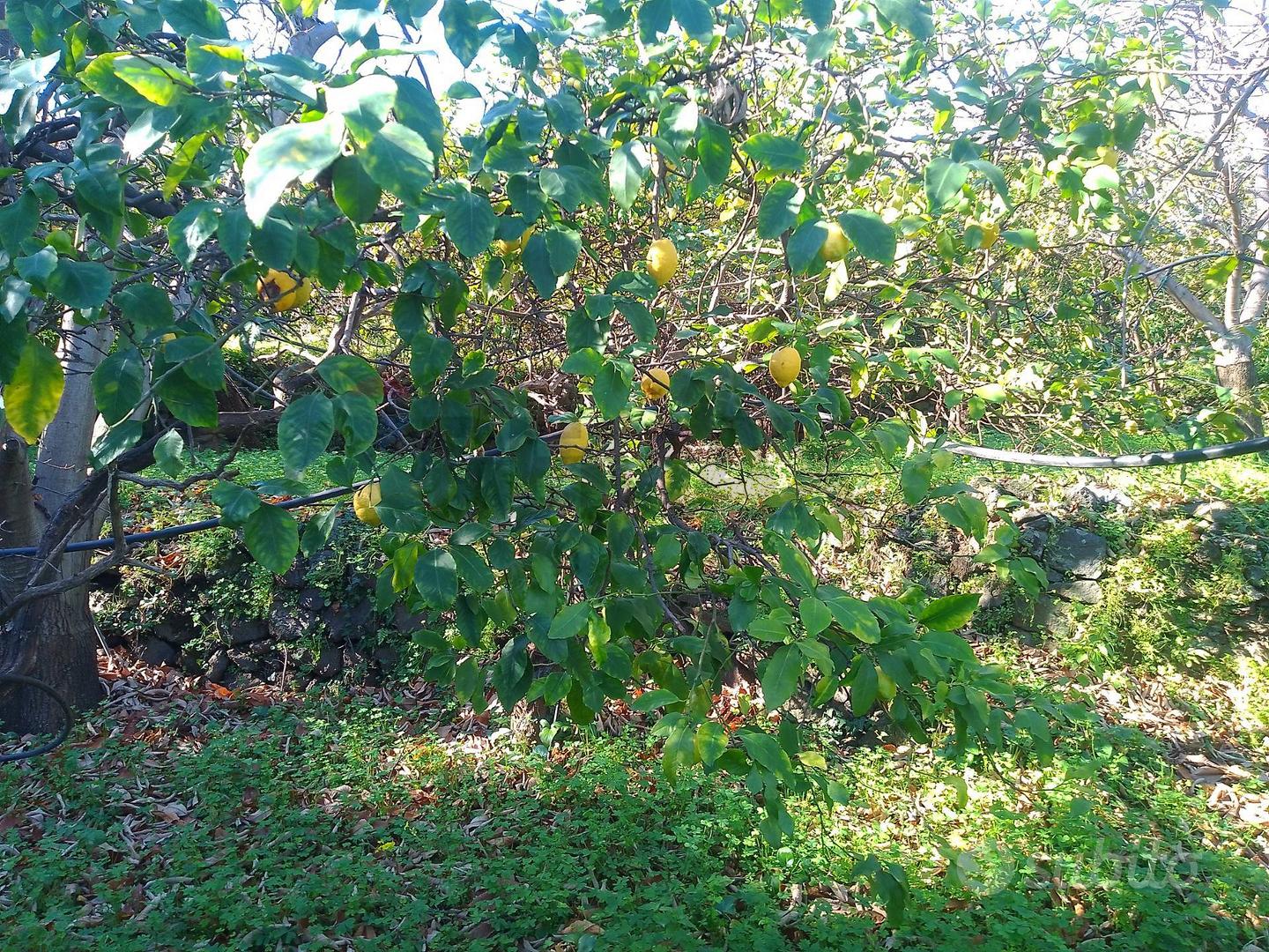 Terreno - Giarre - Vista 5