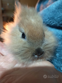 Coniglietti testa di leone