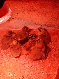 Anatroccoli corritrice