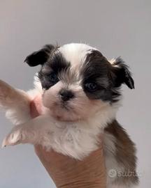 Chihuahua pelo lungo