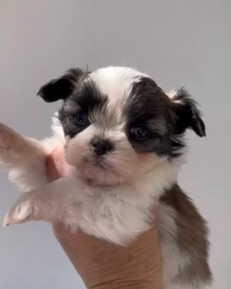 Chihuahua pelo lungo