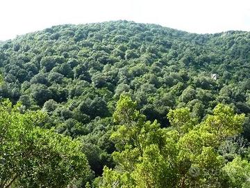 170 ettari bosco e rudere