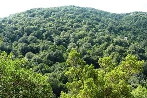 170 ettari bosco e rudere
