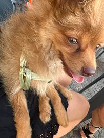 Cucciolo di 5 mesi