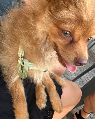 Cucciolo di 5 mesi
