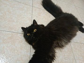Persiano puro
