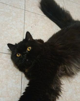 Persiano puro