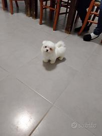 Cucciola di maltese disponibile