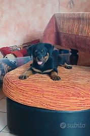 Cuccioli Rottweiler