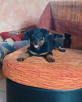 Cuccioli Rottweiler